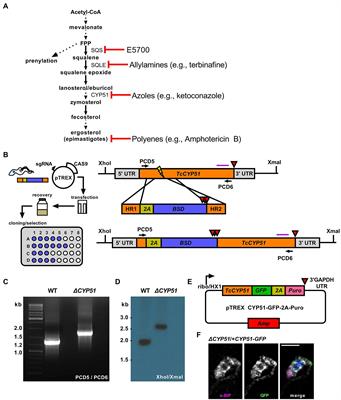 Endogenous Sterol Synthesis Is Dispensable for Trypanosoma cruzi Epimastigote Growth but Not Stress Tolerance